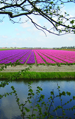 s3-hollande-fleurie